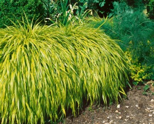 Hakonechloa macra Aureola 9 cm Topf - Größe nach Saison