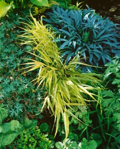 Hakonechloa macra Aureola 9 cm Topf - Größe nach Saison