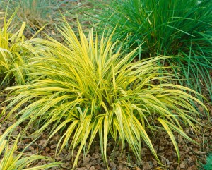 Hakonechloa macra Aureola 9 cm Topf - Größe nach Saison