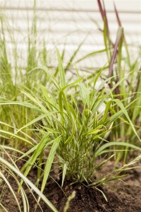 Hakonechloa macra Aureola 9 cm Topf - Größe nach Saison