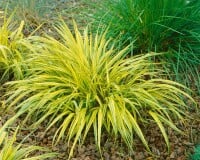 Hakonechloa macra Aureola 9 cm Topf - Größe nach Saison