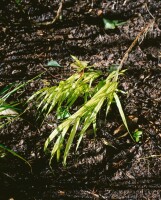 Hakonechloa macra Aureola 9 cm Topf - Größe nach Saison