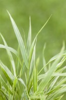 Hakonechloa macra Aureola 9 cm Topf - Größe nach Saison