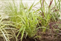 Hakonechloa macra Aureola 9 cm Topf - Größe nach Saison