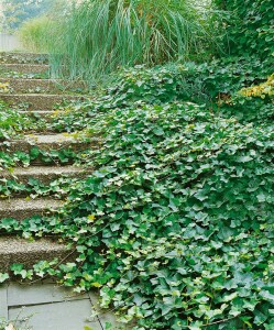 Hedera helix hibernica 9 cm Topf - Größe nach Saison