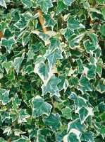 Hedera helix hibernica 9 cm Topf - Größe nach Saison