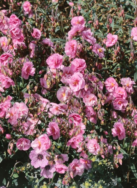 Helianthemum x cult.Cerise Queen 9 cm Topf - Größe nach Saison