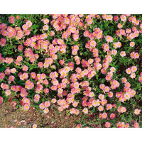 Helianthemum x cult.Lawrensons Pink 9 cm Topf -...