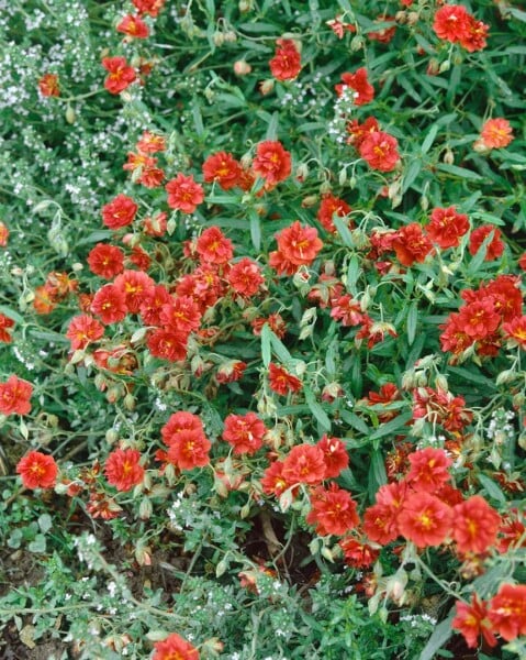 Helianthemum x cult.Orange Double 9 cm Topf - Größe nach Saison