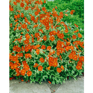 Helianthemum x cult.Watergate Orange 9 cm Topf -...
