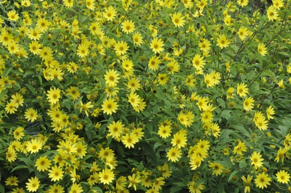 Helianthus microcephalus 11 cm Topf - Größe nach Saison