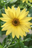 Helianthus microcephalus 11 cm Topf - Größe nach Saison