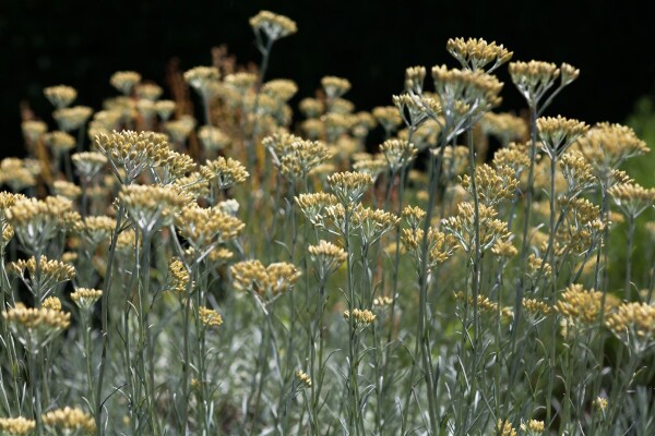 Helichrysum italicum 9 cm Topf - Größe nach Saison