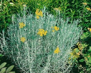 Helichrysum italicum 9 cm Topf - Größe nach Saison