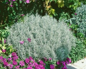 Helichrysum italicum 9 cm Topf - Größe nach Saison