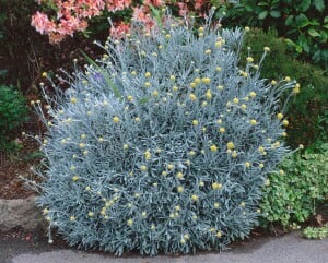 Helichrysum italicum 9 cm Topf - Größe nach Saison