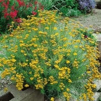 Helichrysum italicum 9 cm Topf - Größe nach Saison