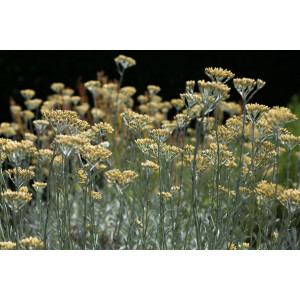 Helichrysum italicum Silbernadel 9 cm Topf -...