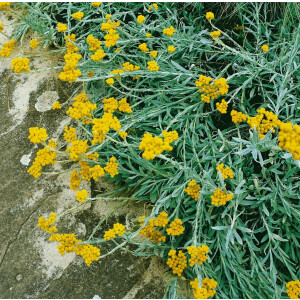 Helichrysum thianshanicum Goldkind 9 cm Topf -...