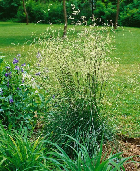 Helictotrichon sempervirens Pendula 9 cm Topf - Größe nach Saison