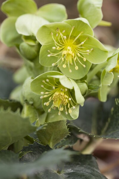 Helleborus argutifolius 11 cm Topf - Größe nach Saison