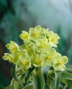 Helleborus argutifolius 11 cm Topf - Größe nach Saison