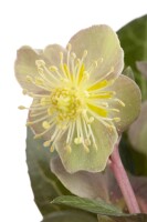 Helleborus argutifolius 11 cm Topf - Größe nach Saison