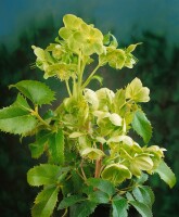 Helleborus argutifolius 11 cm Topf - Größe nach Saison