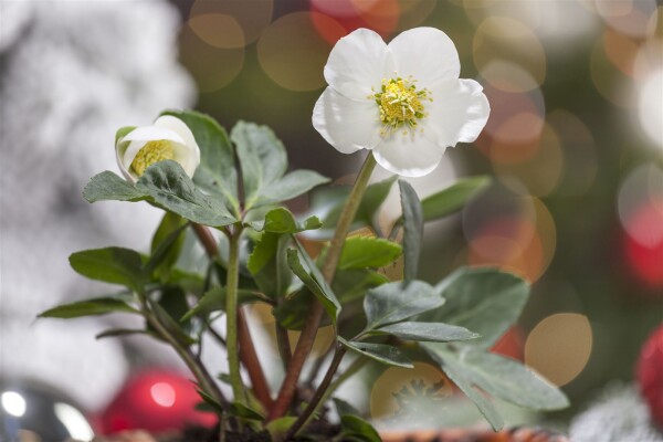 Helleborus niger 11 cm Topf - Größe nach Saison