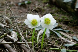 Helleborus niger 11 cm Topf - Größe nach Saison