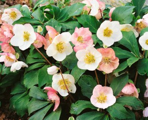 Helleborus niger 11 cm Topf - Größe nach Saison