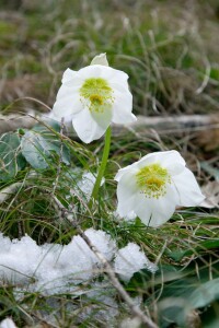 Helleborus niger 11 cm Topf - Größe nach Saison