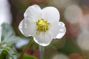 Helleborus niger 11 cm Topf - Größe nach Saison