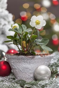 Helleborus niger 11 cm Topf - Größe nach Saison