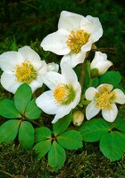 Helleborus niger 11 cm Topf - Größe nach Saison