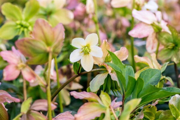 Helleborus niger Praecox 11 cm Topf - Größe nach Saison