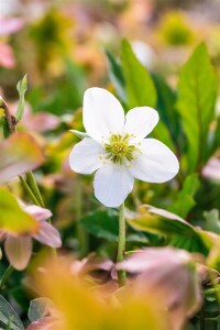 Helleborus niger Praecox 11 cm Topf - Größe nach Saison