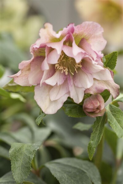 Helleborus orientalis 11 cm Topf - Größe nach Saison