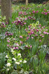 Helleborus orientalis 11 cm Topf - Größe nach Saison