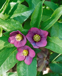 Helleborus orientalis 11 cm Topf - Größe nach Saison