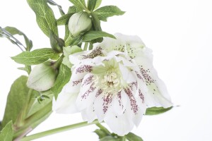 Helleborus orientalis 11 cm Topf - Größe nach Saison