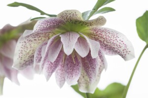 Helleborus orientalis 11 cm Topf - Größe nach Saison