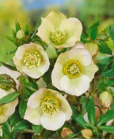 Helleborus orientalis 11 cm Topf - Größe nach Saison