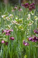 Helleborus orientalis 11 cm Topf - Größe nach Saison