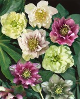 Helleborus orientalis 11 cm Topf - Größe nach Saison