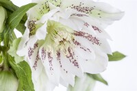 Helleborus orientalis 11 cm Topf - Größe nach Saison