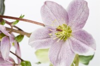 Helleborus orientalis 11 cm Topf - Größe nach Saison