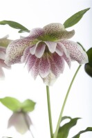 Helleborus orientalis 11 cm Topf - Größe nach Saison