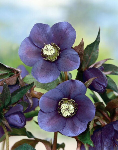 Helleborus x or.Lady-S.Blue Lady 11 cm Topf - Größe nach Saison