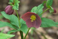 Helleborus x or.Lady-S.Blue Lady 11 cm Topf - Größe nach Saison